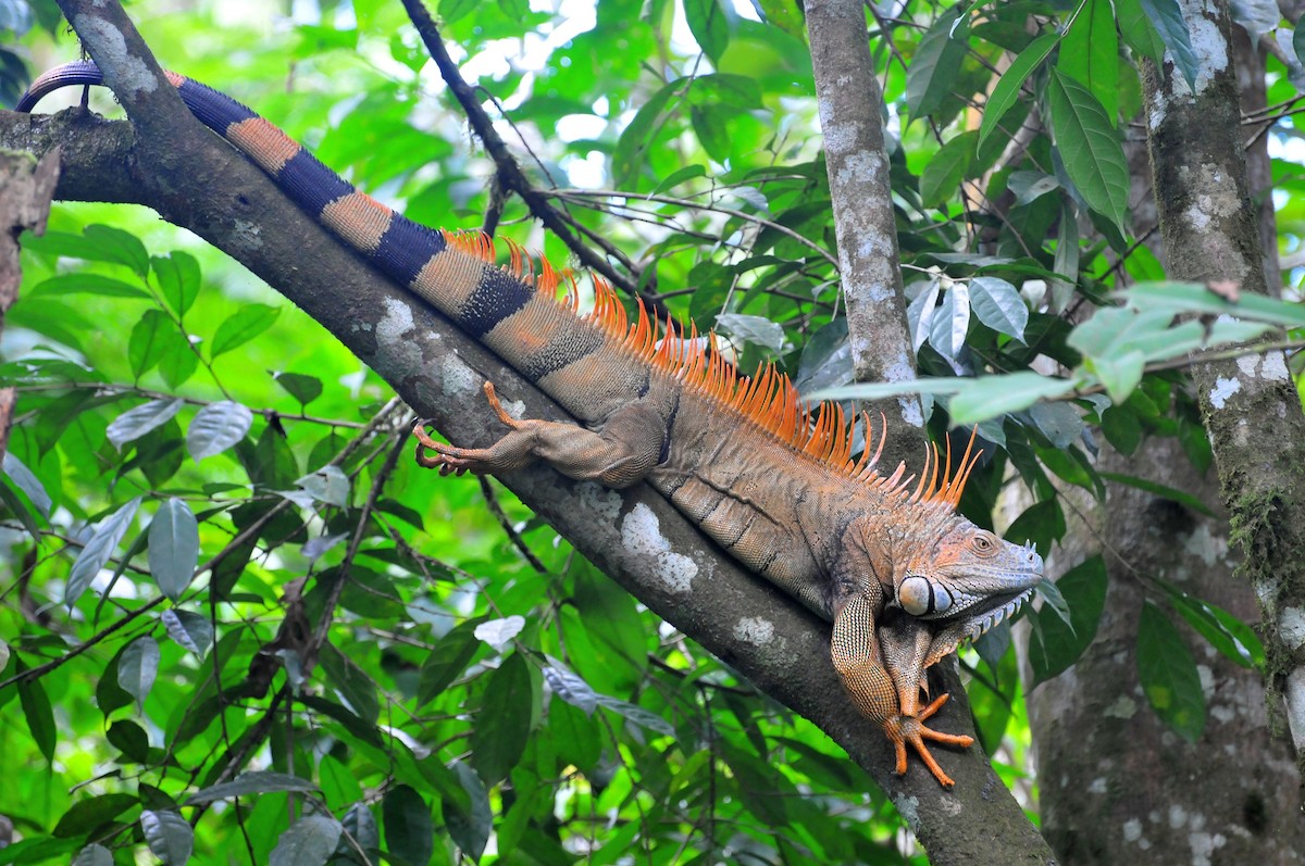 動物界 - ML646874203