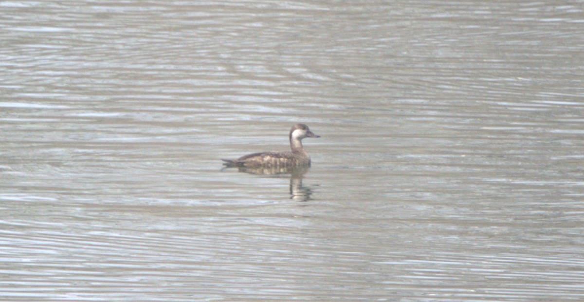 Синьга американська - ML646874204