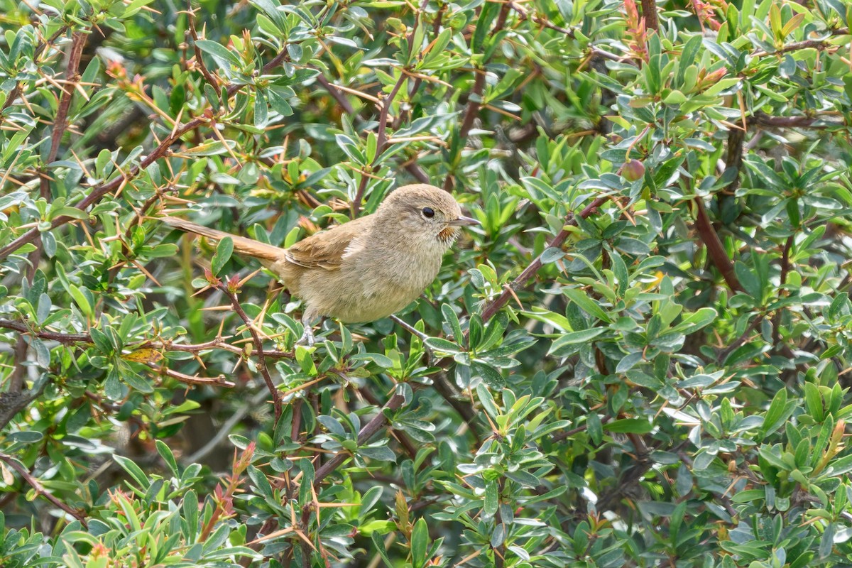 Sharp-billed Canastero - ML646874213