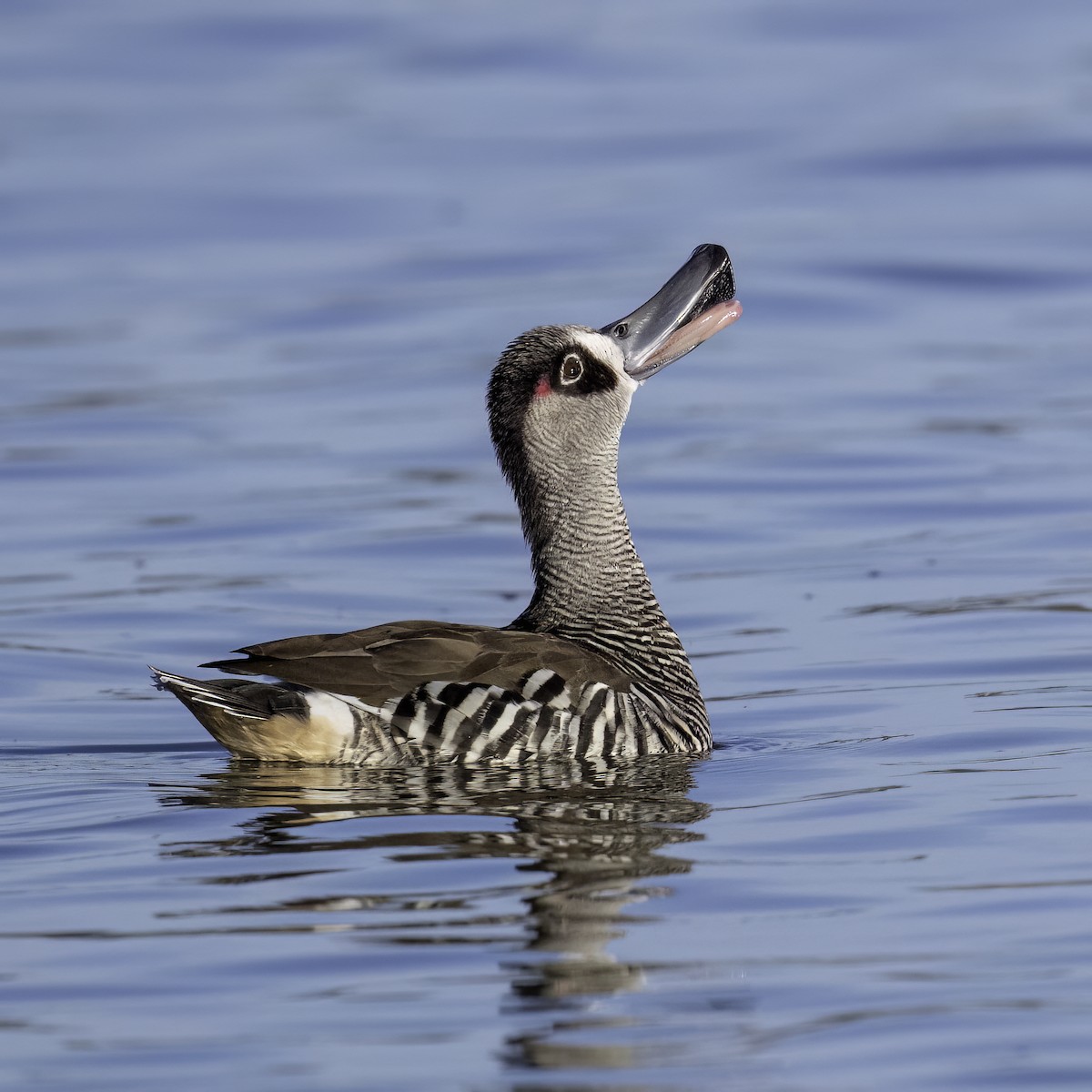 Pink-eared Duck - ML646874215