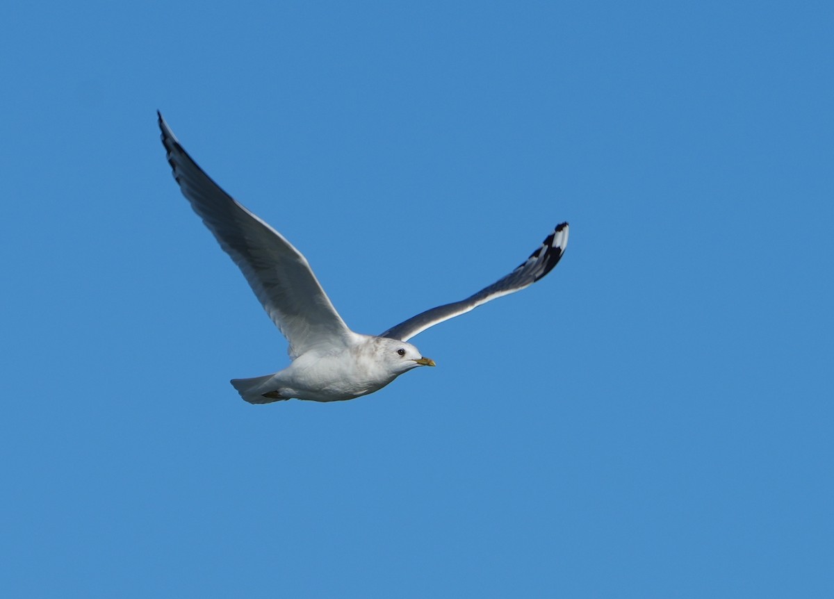Short-billed Gull - ML646874216