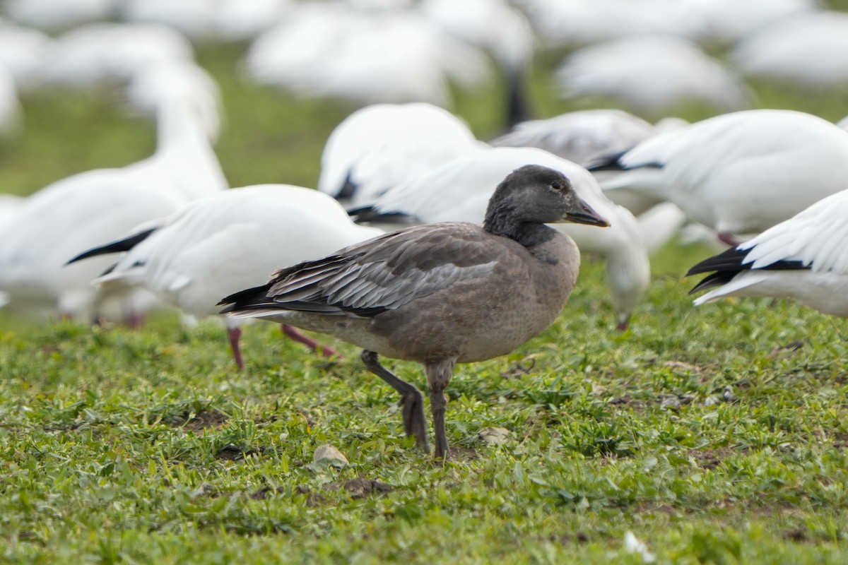 אווז שלג - ML646874217