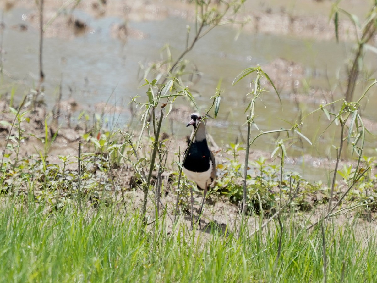 čejka jihoamerická - ML646874218