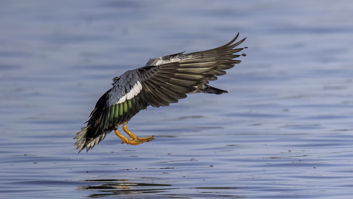 Australasian Shoveler - ML646874219