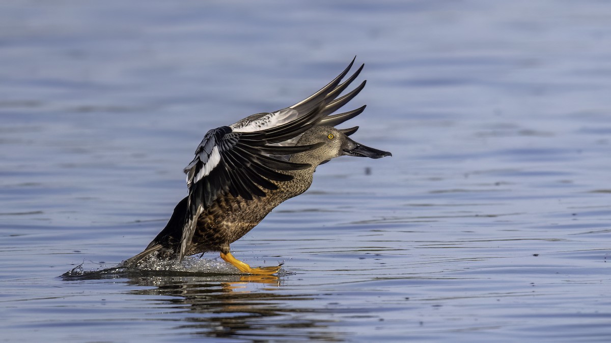 Australasian Shoveler - ML646874220