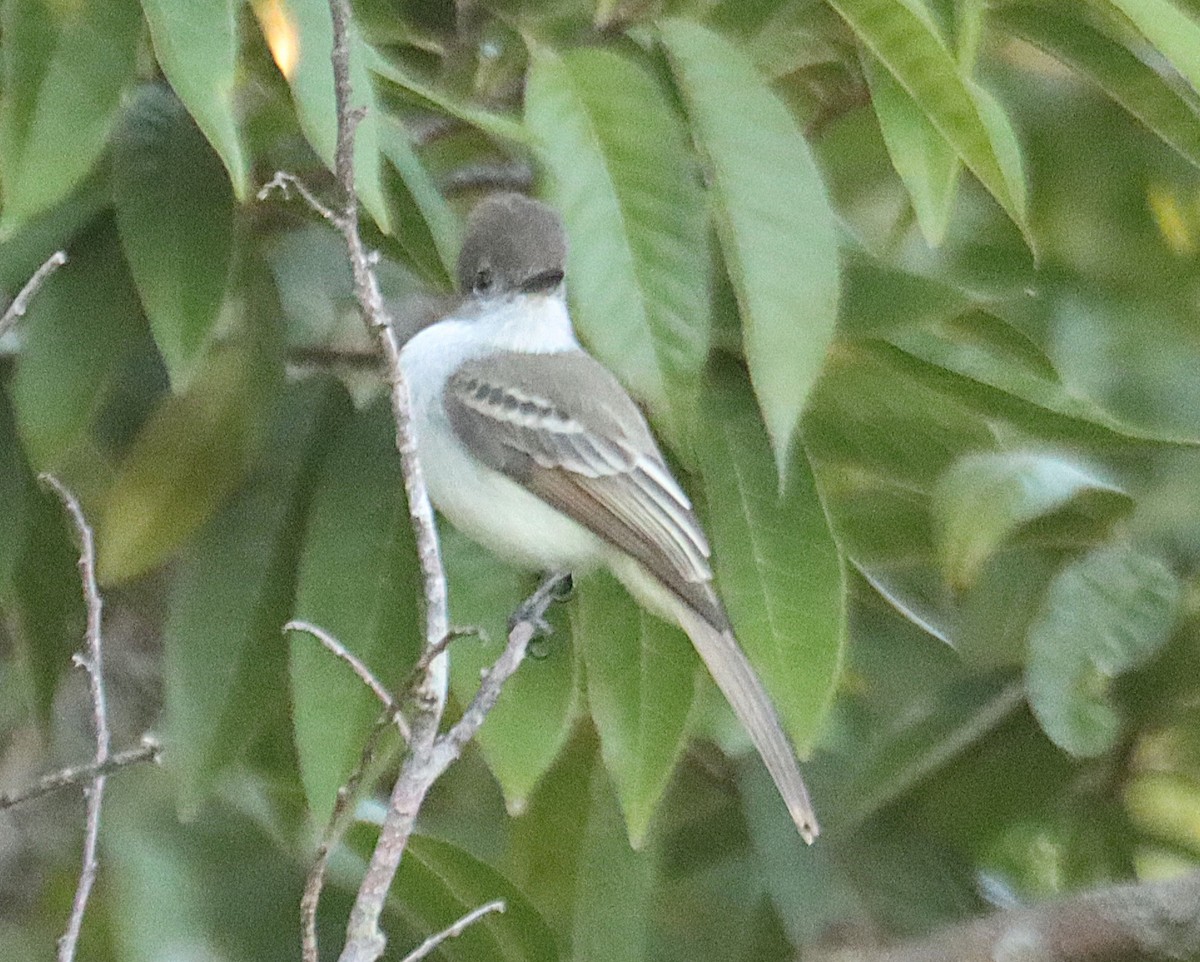 La Sagra's Flycatcher - ML646874223