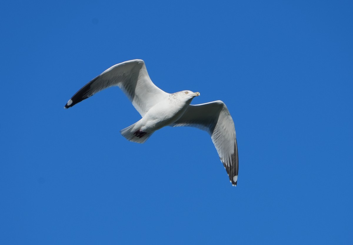 American Herring Gull - ML646874224