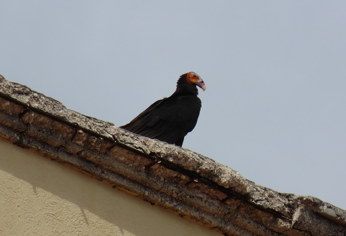 kondor menší - ML646874225