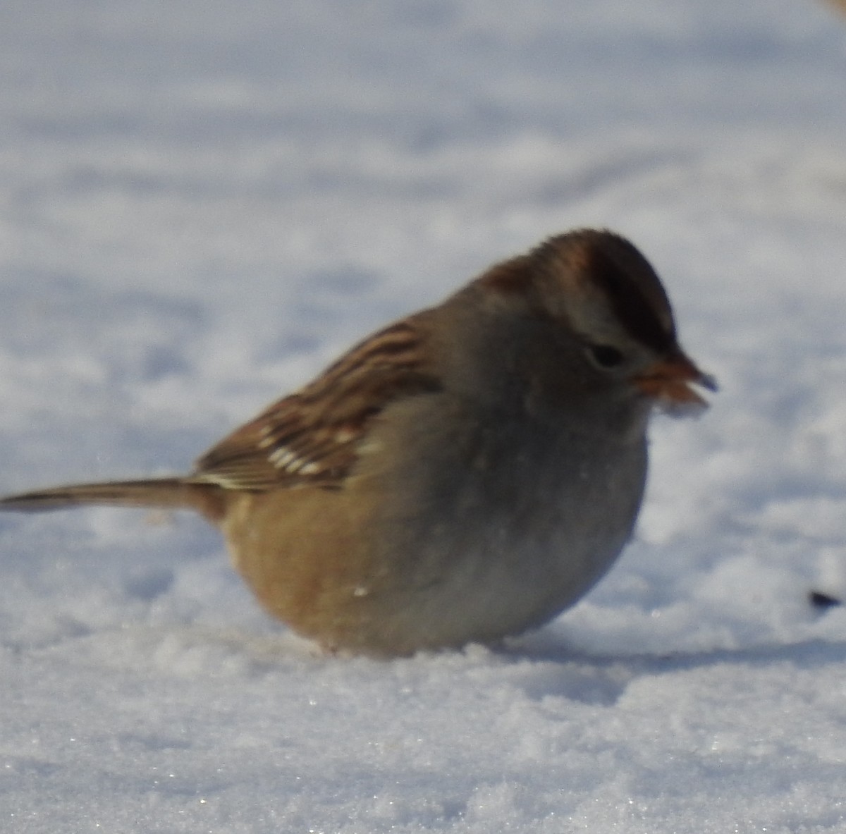 White-crowned Sparrow - ML646874241