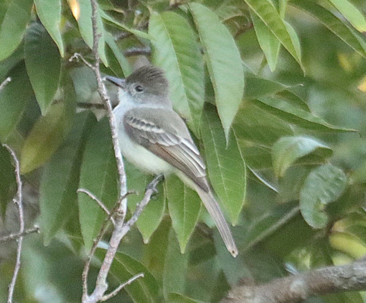 Tyran de La Sagra - ML646874248