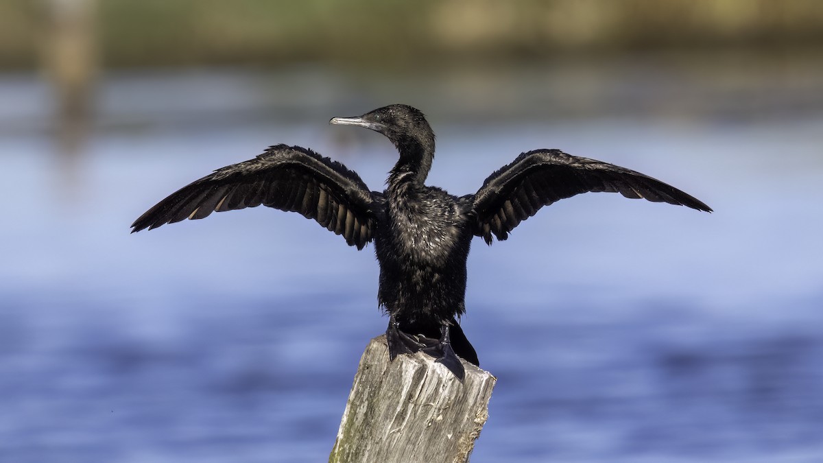Little Black Cormorant - ML646874253
