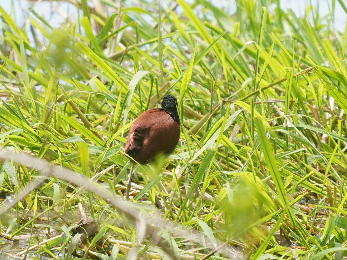 Wattled Jacana - ML646874257