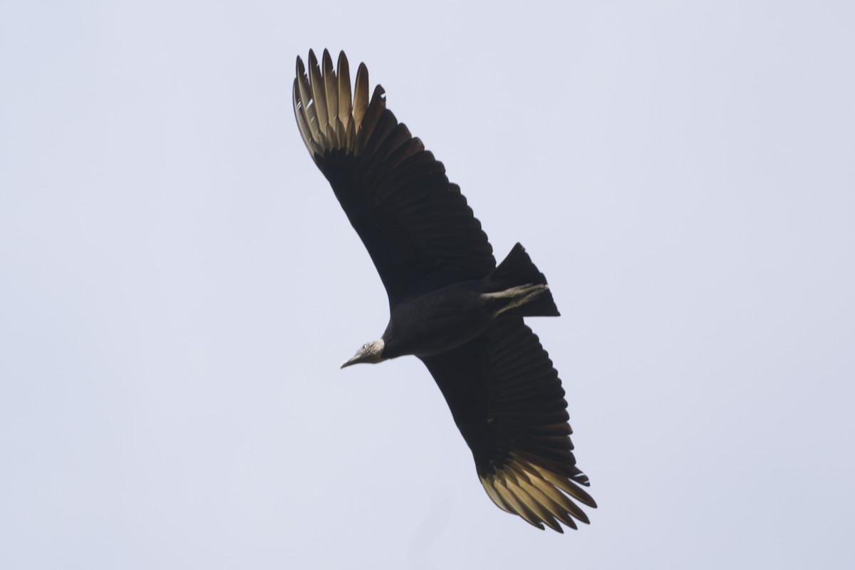 Чёрная катарта - ML646874263