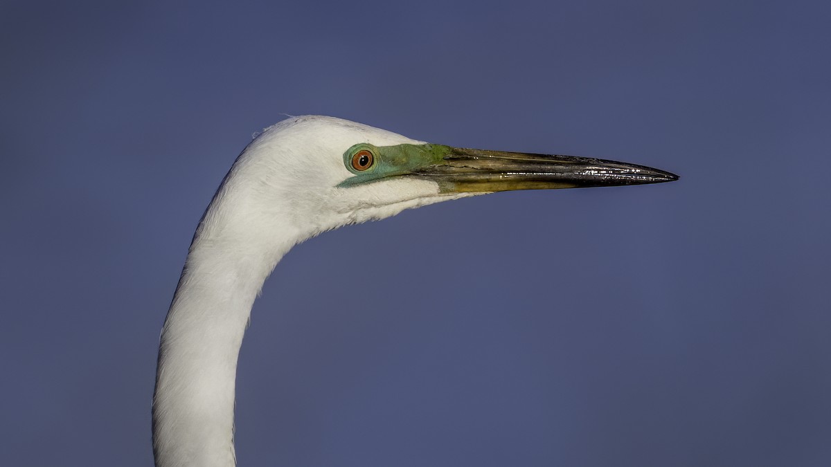 大白鷺 - ML646874264