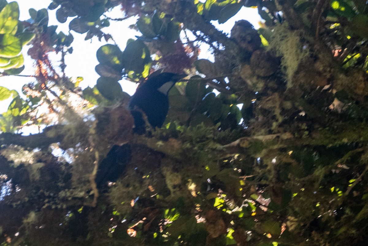 Geai à gorge argentée - ML646874265