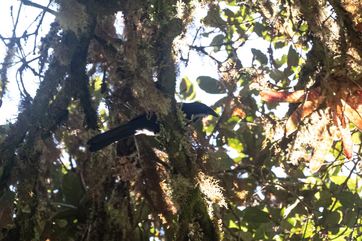 Geai à gorge argentée - ML646874267