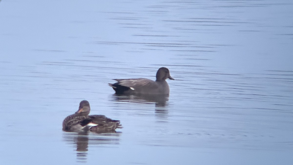 Серая утка - ML646874270