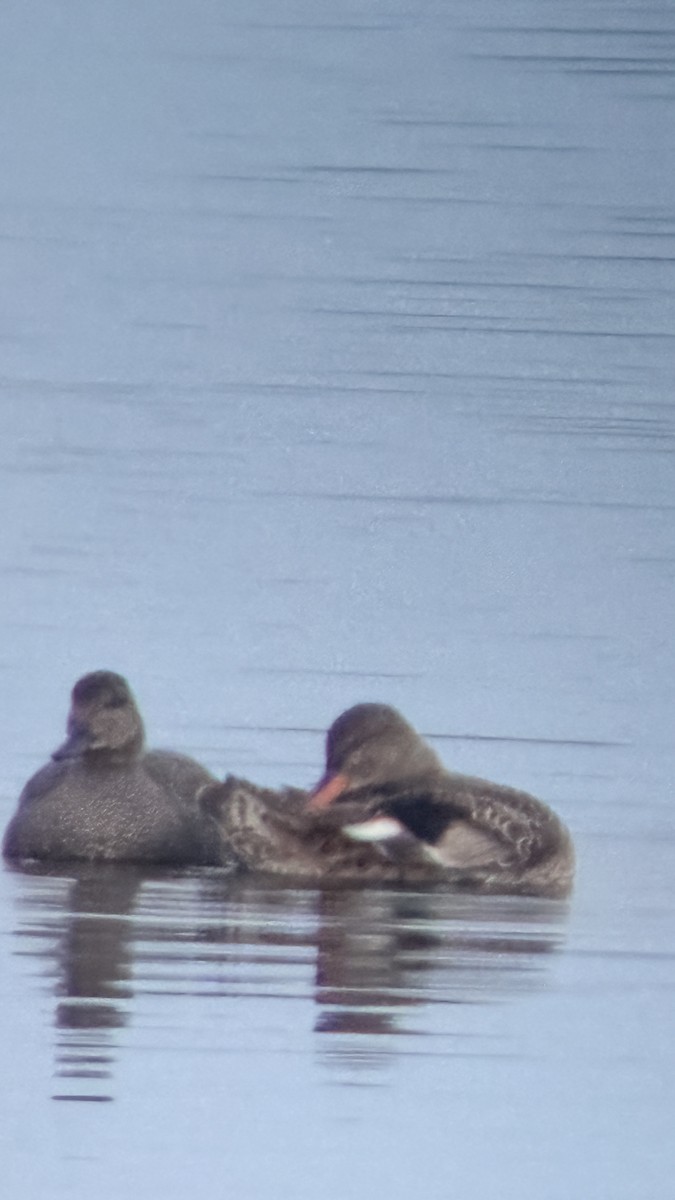 Серая утка - ML646874271