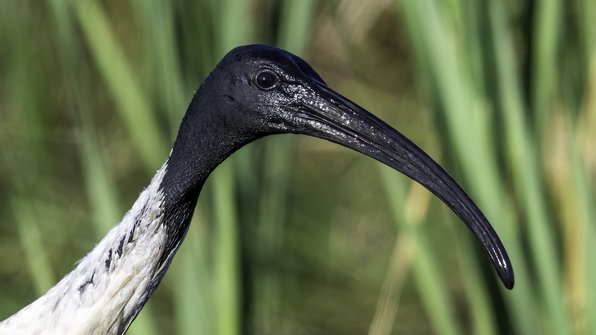 Australian Ibis - ML646874272