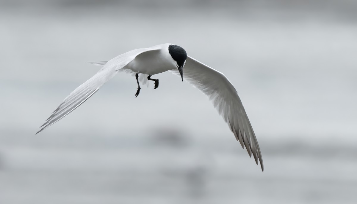 燕鷗 - ML646874279