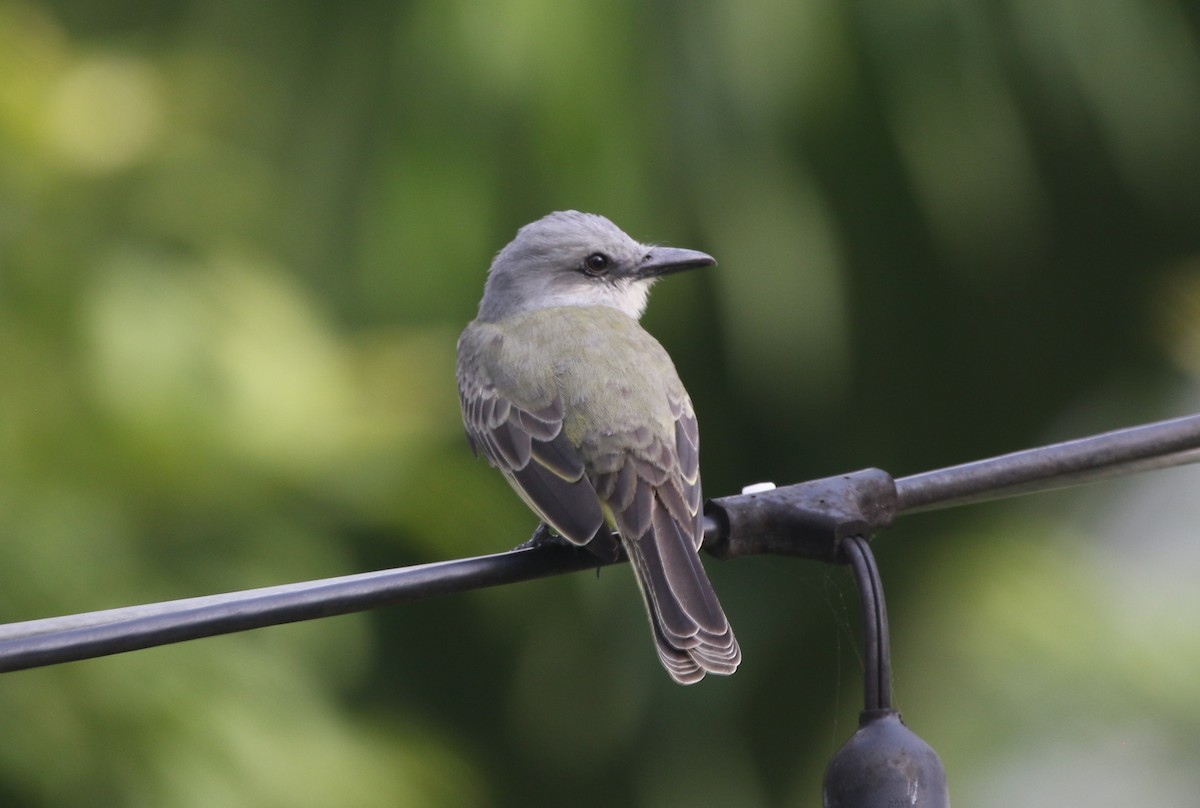 Tropical Kingbird - ML646874280