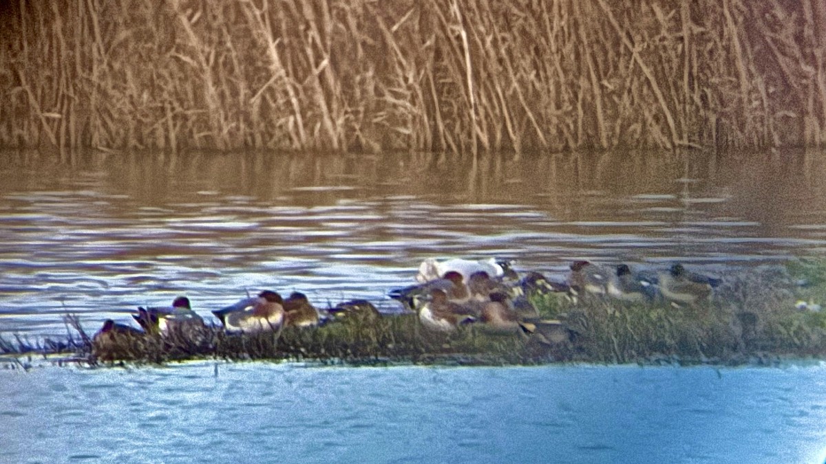 Eurasian Wigeon - ML646874281