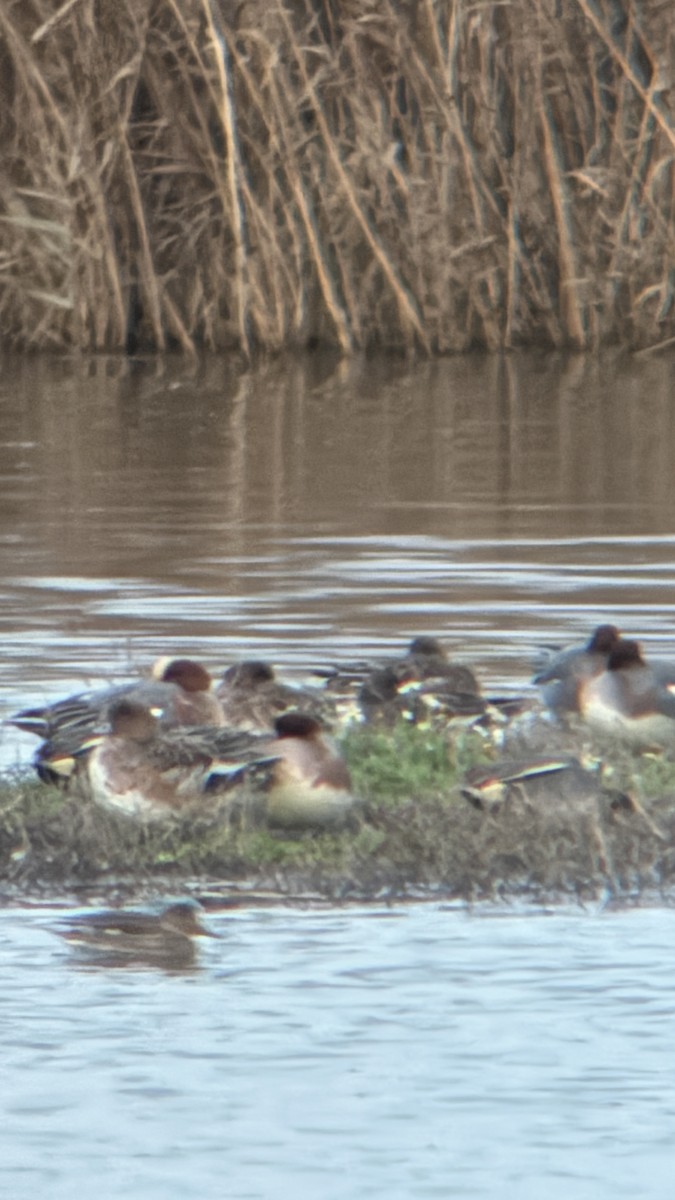 Eurasian Wigeon - ML646874282