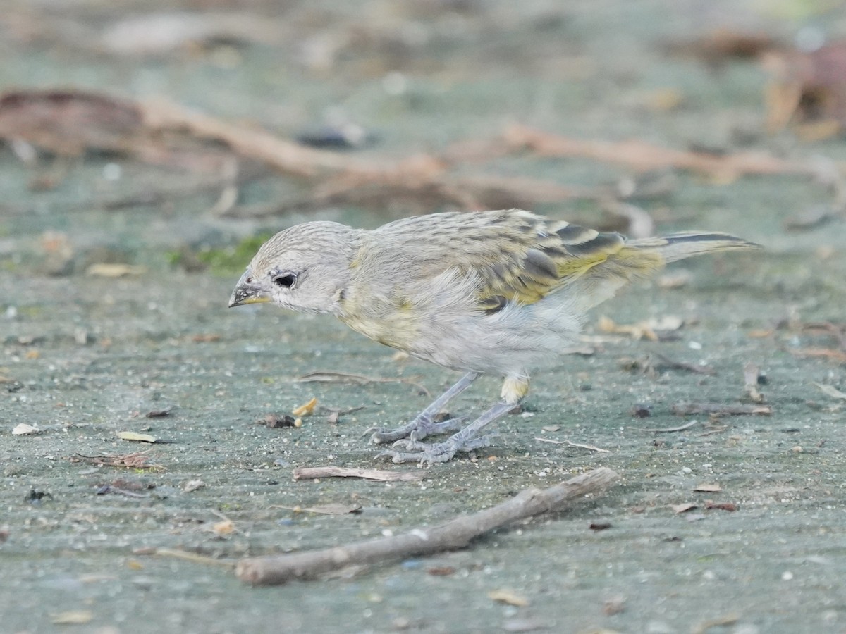 Saffron Finch - ML646874283