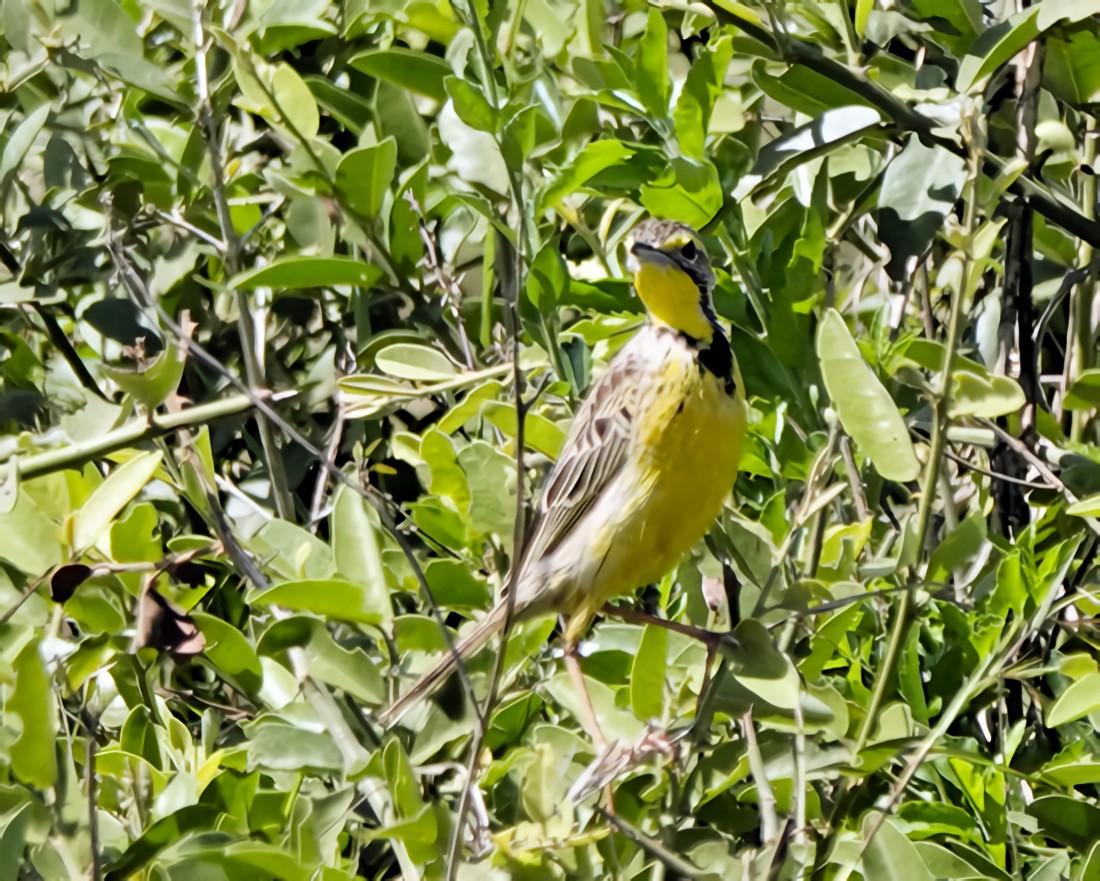 Yellow-throated Longclaw - ML646874285