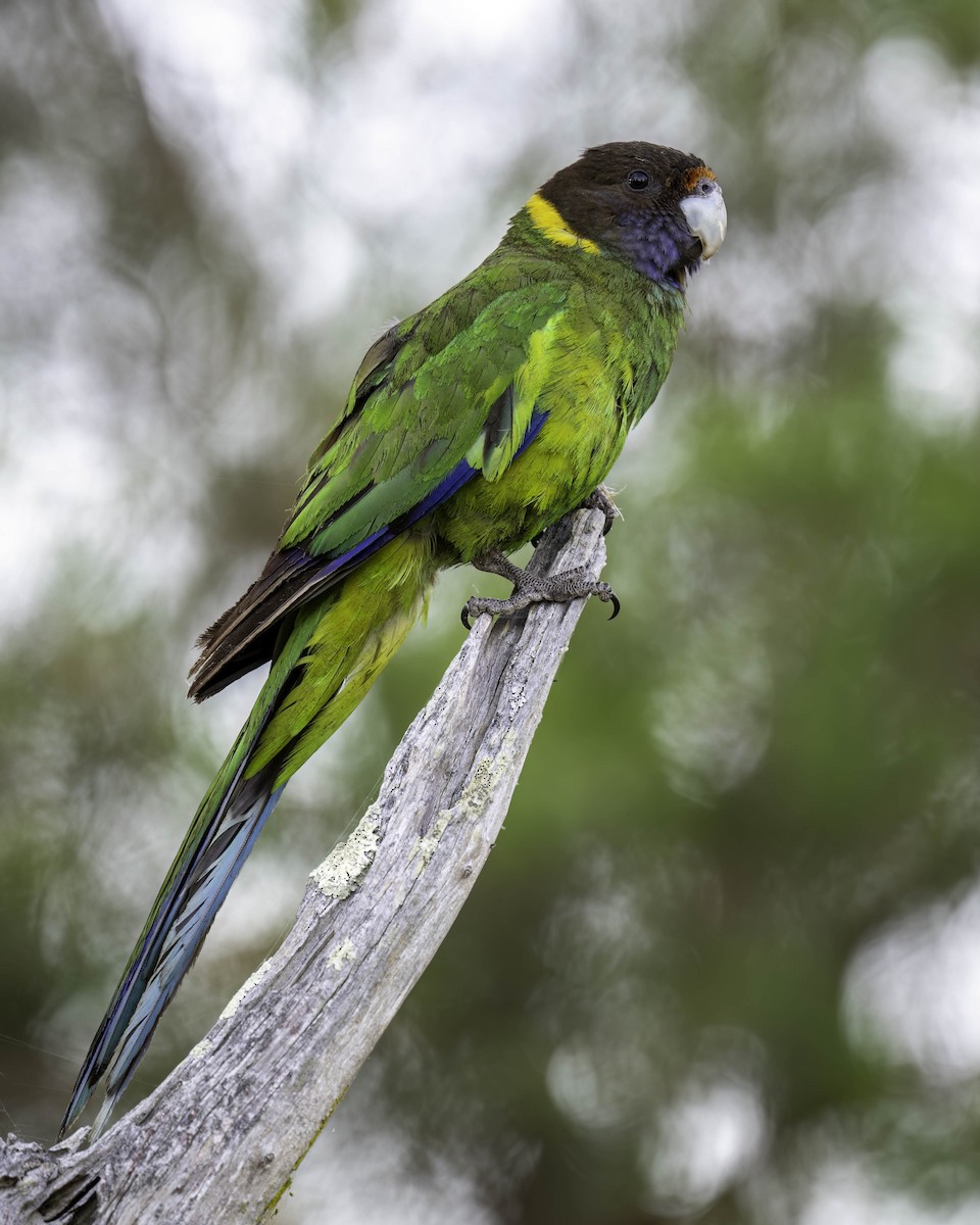 Australian Ringneck - ML646874286
