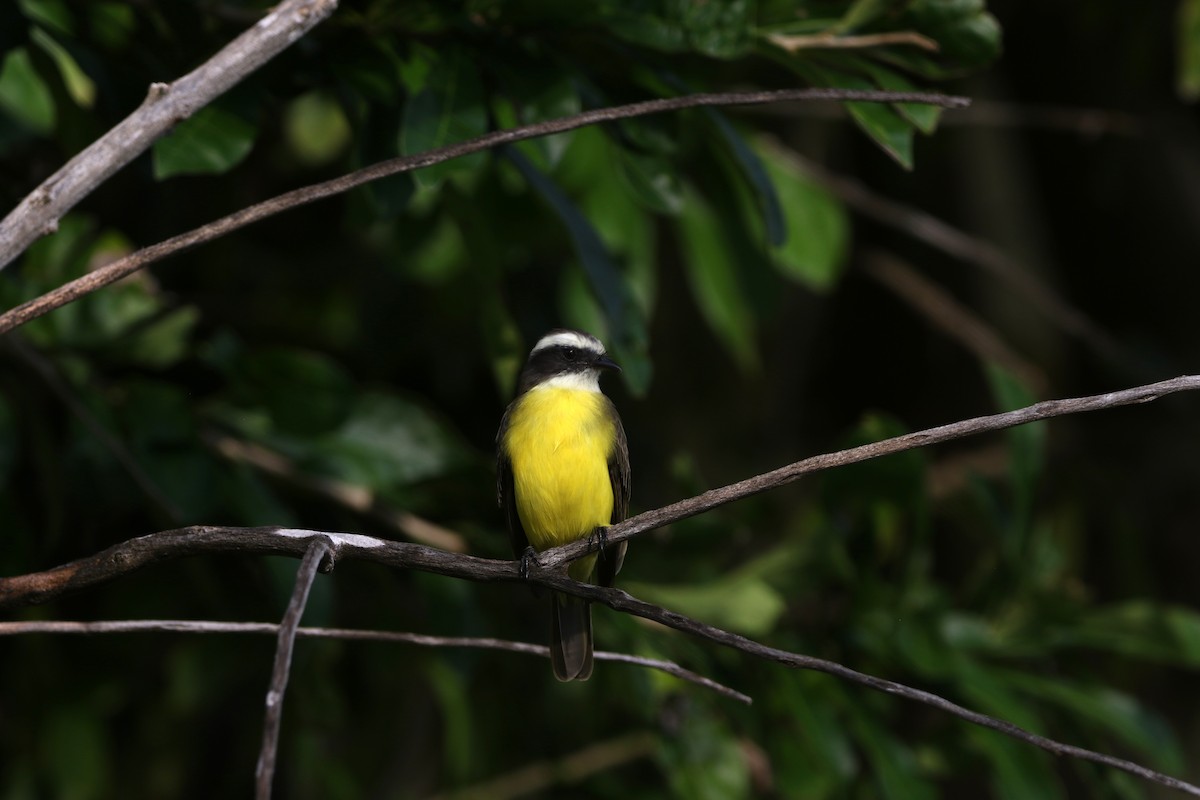 Tyran sociable - ML646874290