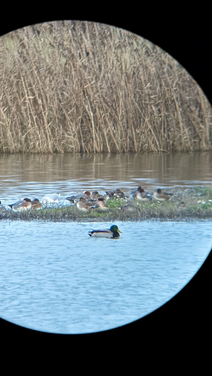 Mallard - ML646874302