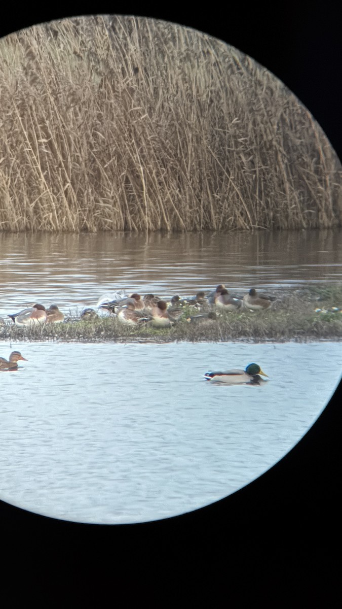 Mallard - ML646874303