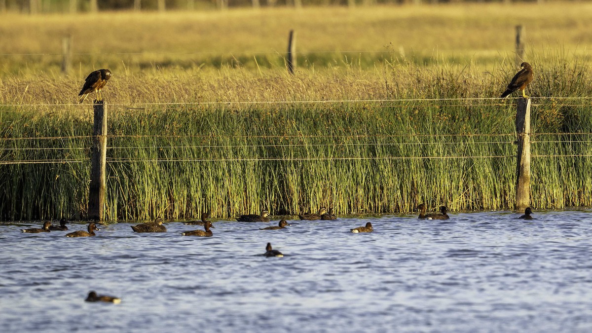 Swamp Harrier - ML646874305