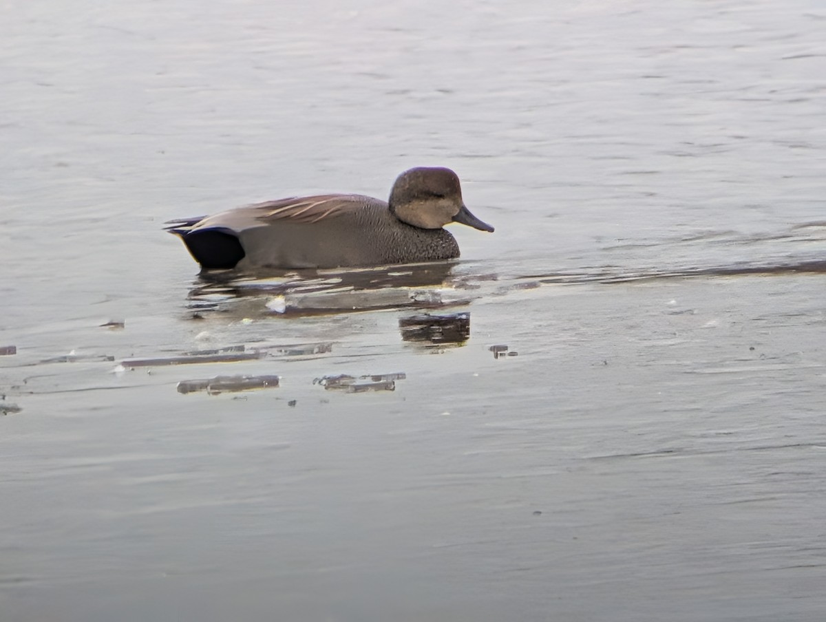 Серая утка - ML646874307