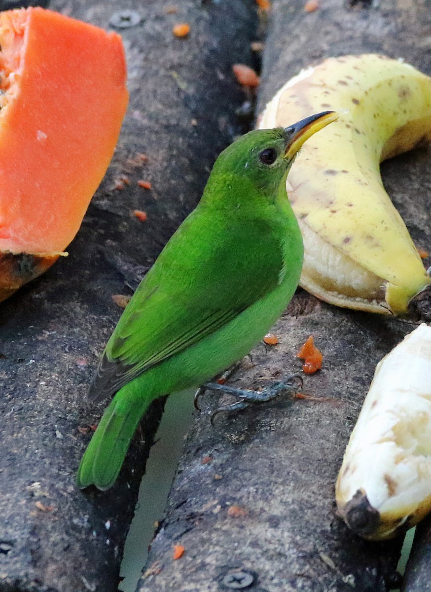 Mielerito Verde - ML646874312