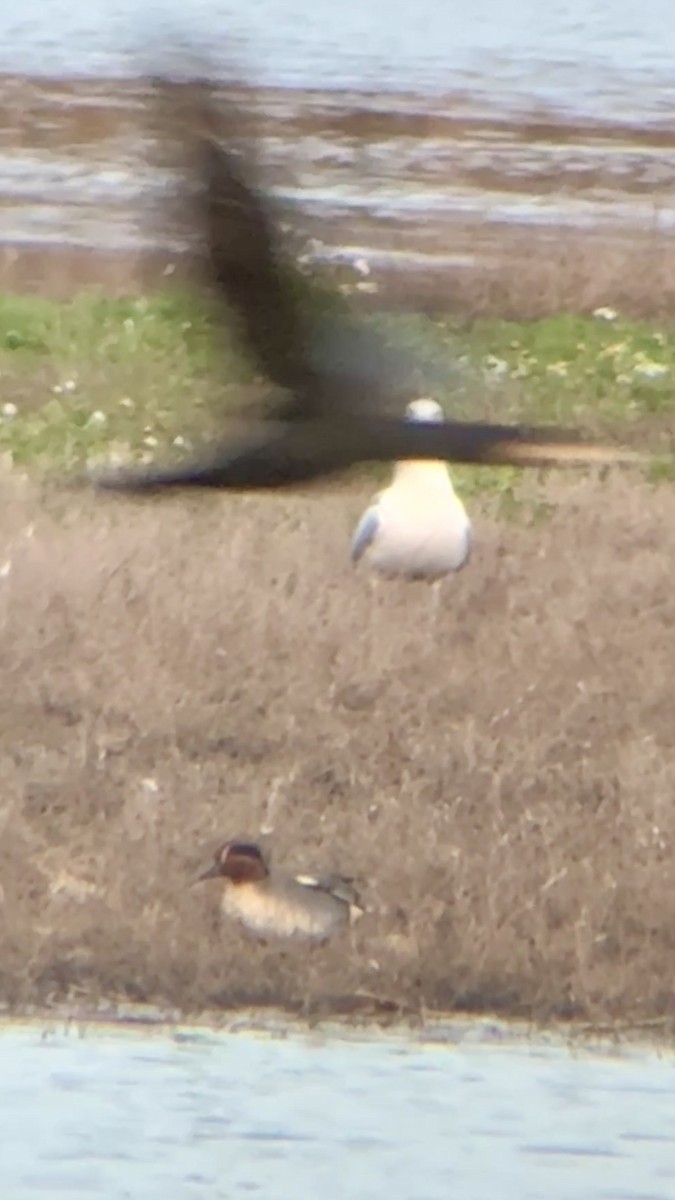 Green-winged Teal - ML646874313