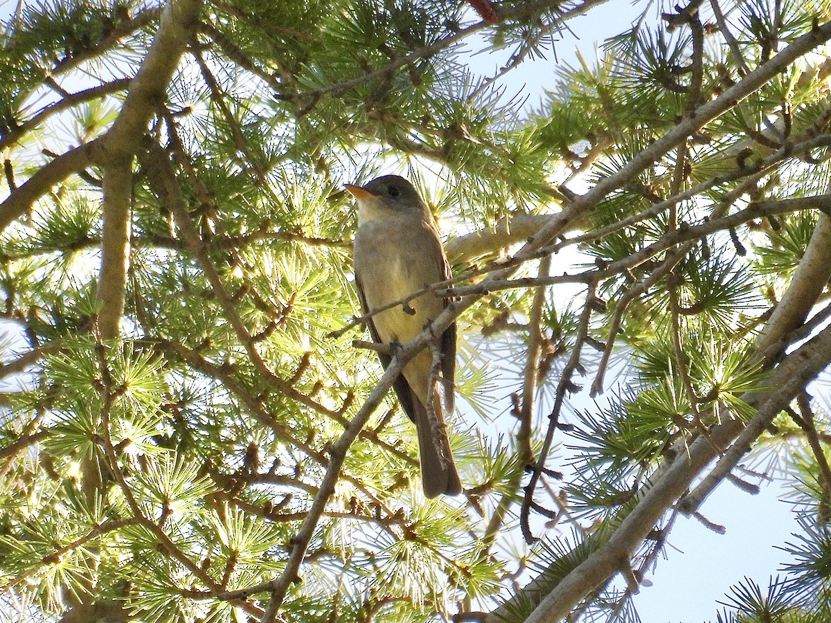Greater Pewee - ML646874314