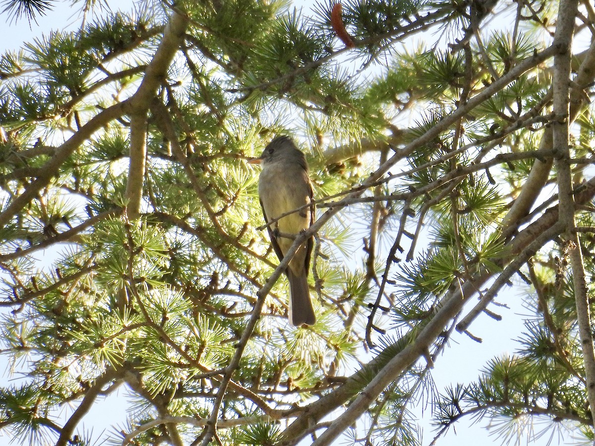 Greater Pewee - ML646874315