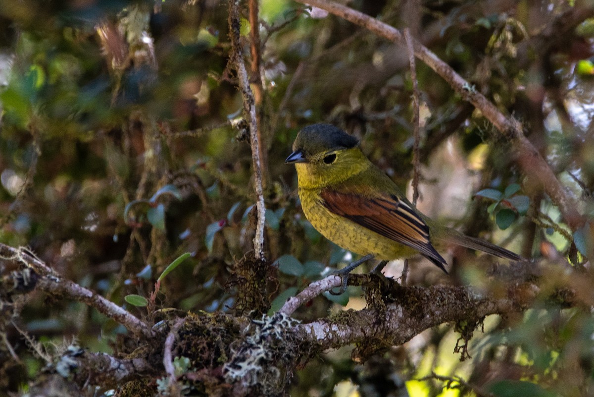 Bécarde barrée - ML646874316