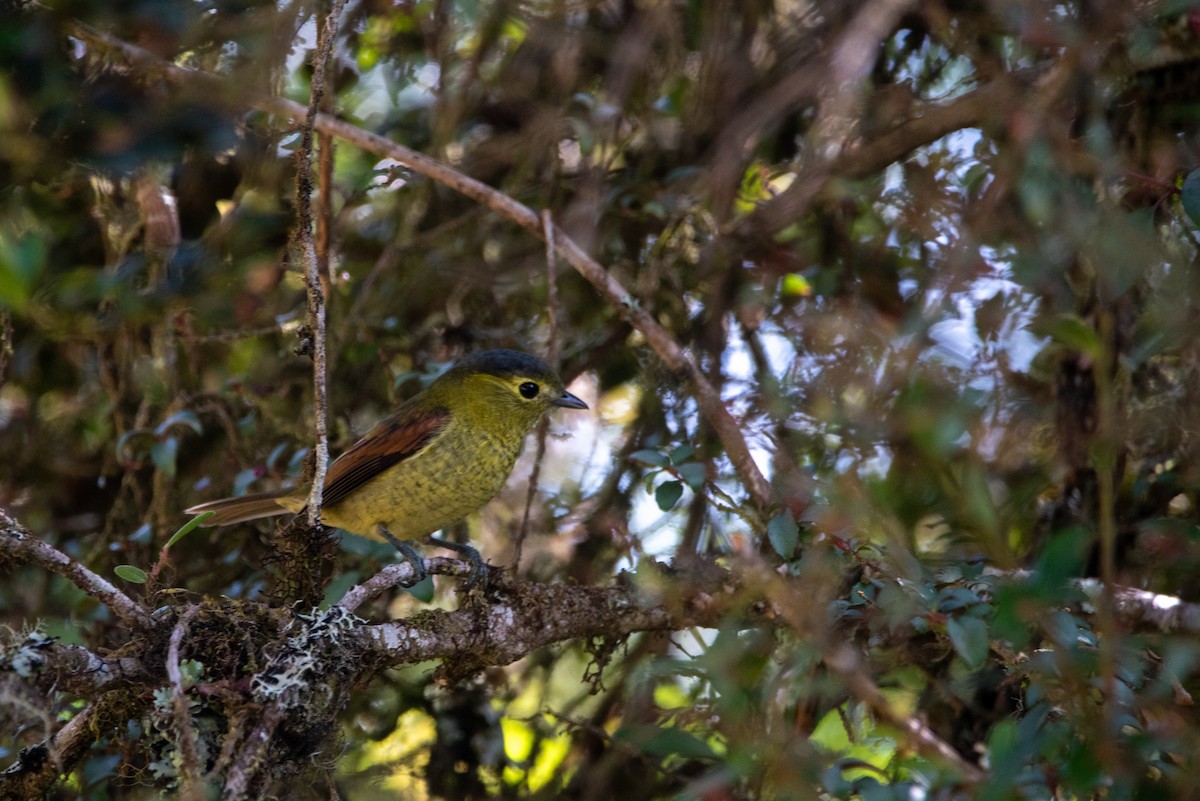 Bécarde barrée - ML646874317