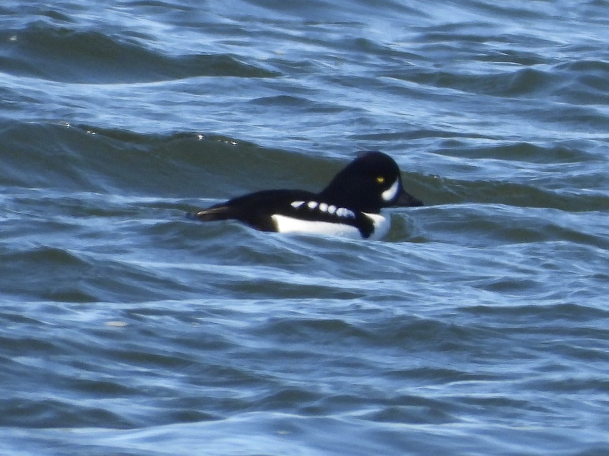 Гоголь ісландський - ML646874320