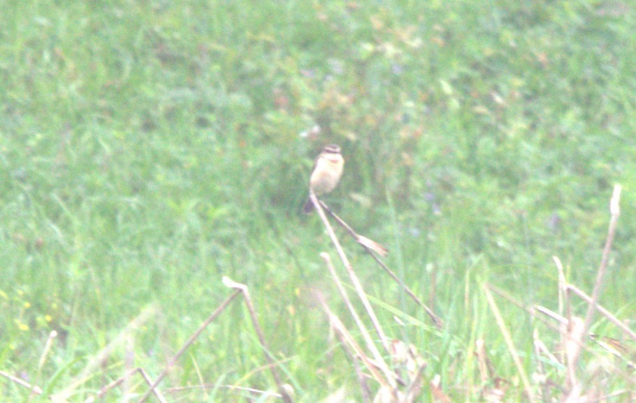 Amur Stonechat - ML646874321