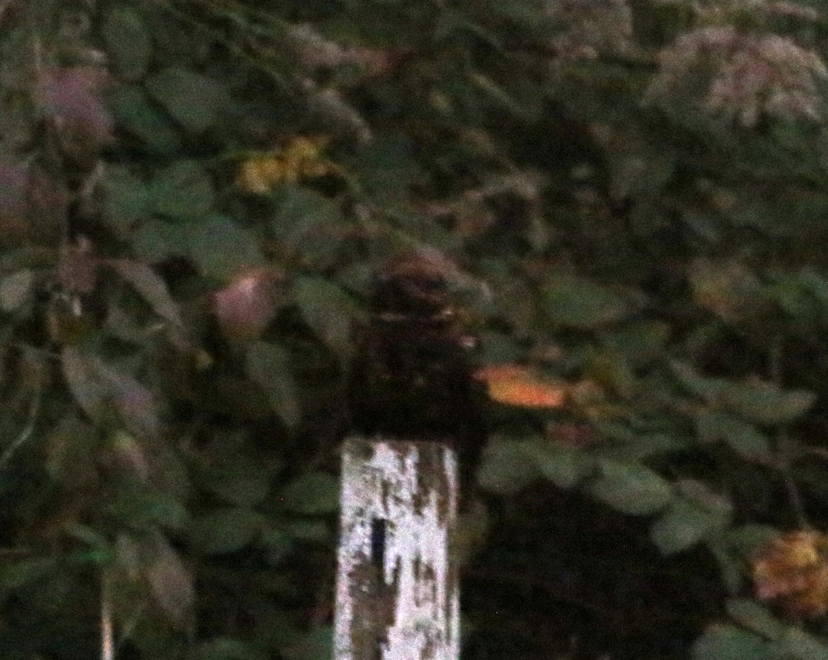 Chuck-will's-widow - ML646874322