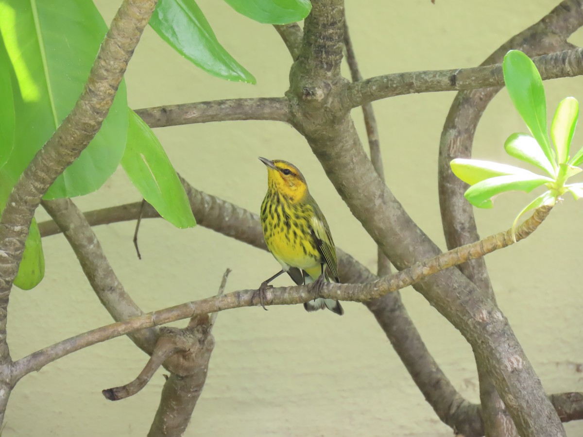 lesňáček skvrnitý - ML646874323