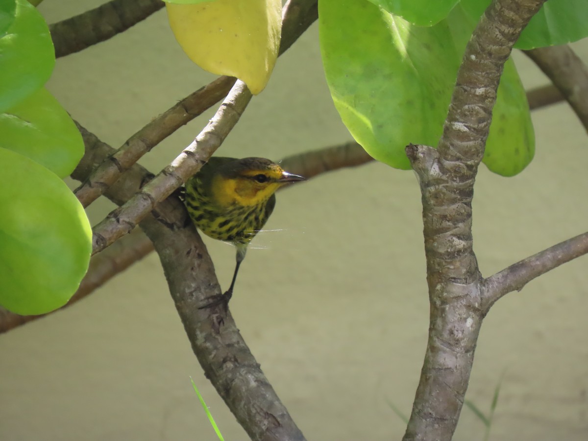 lesňáček skvrnitý - ML646874324