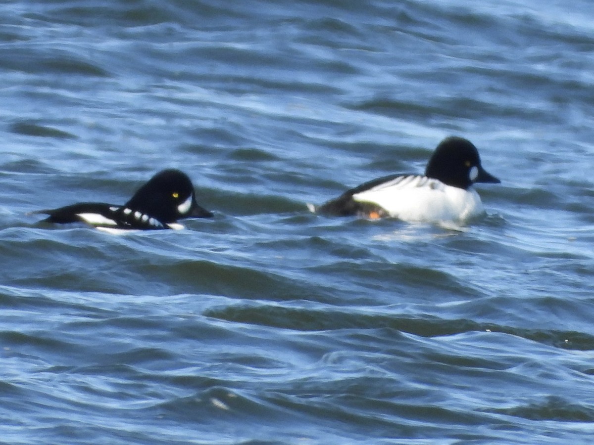 Гоголь ісландський - ML646874325