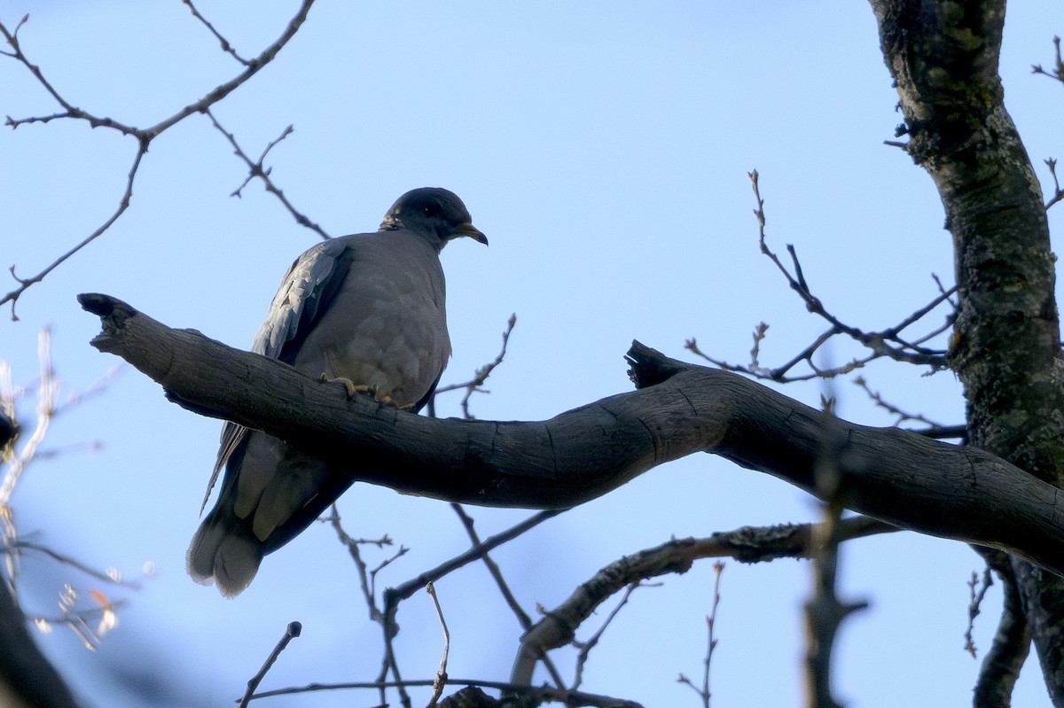 Band-tailed Pigeon - ML646874331