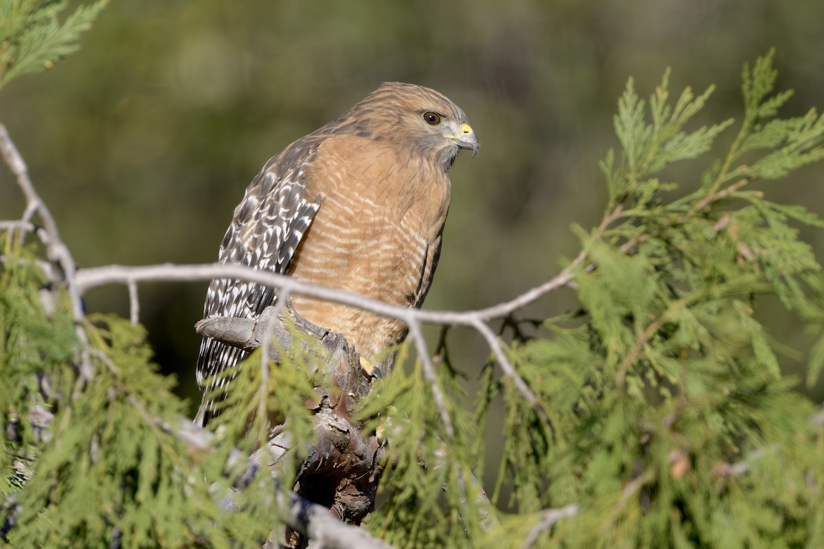 Red-shouldered Hawk - ML646874341
