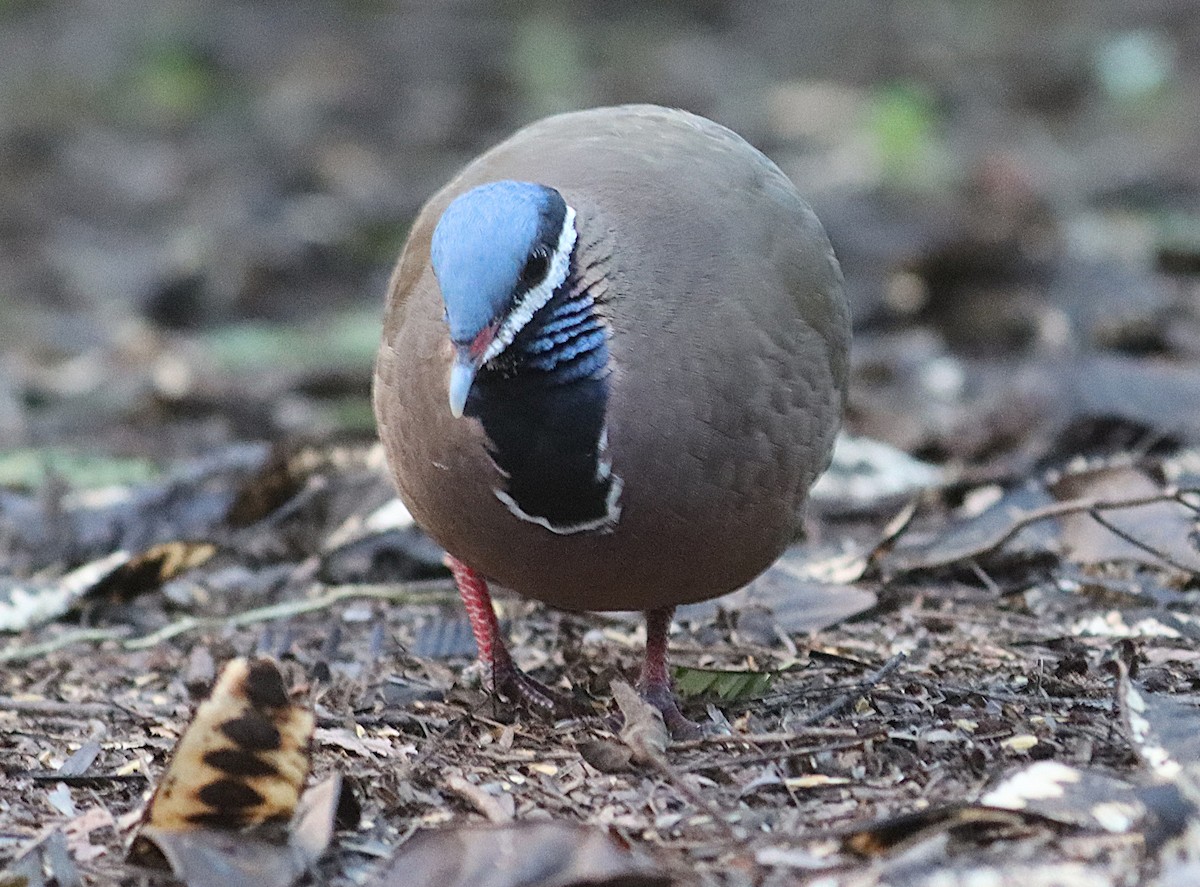 Colombe à tête bleue - ML646874342